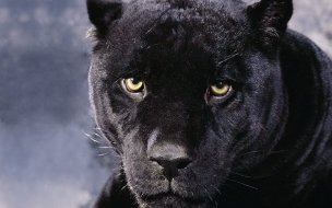 Fondo de pantalla de Fondo de pantalla pantera
