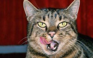 Fondo de pantalla de Fondo de pantalla gato lamiendose