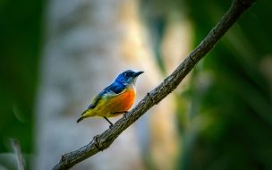 Fondo de pantalla de Pexels erik karits