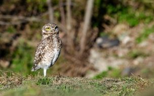 Fondo de pantalla de Pexels jorge bilbao