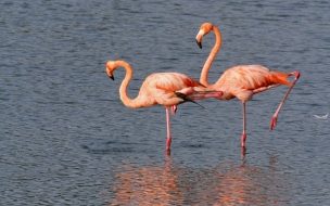 Fondo de pantalla de Pexels wal couyi