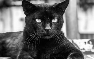 Fondo de pantalla de Pexels harvey mandt