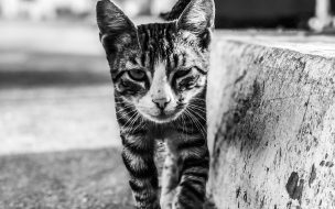 Fondo de pantalla de Pexels harvey mandt