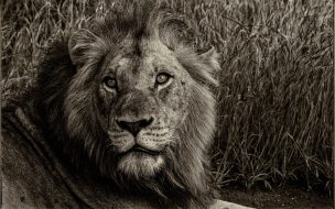 Fondo de pantalla de Pexels frans van heerden