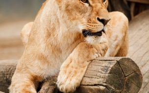 Fondo de pantalla de Pexels public domain pictures