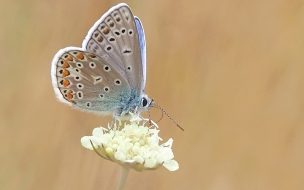 Fondo de pantalla de Pexels pixabay