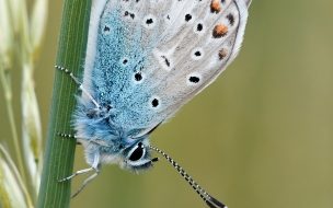 Fondo de pantalla de Pexels pixabay