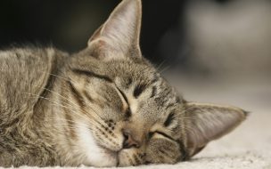 Fondo de pantalla de Fondo de pantalla gato dormido en tierra