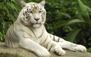 Fondo de pantalla de Fondo de pantalla tigre de bengala acostado