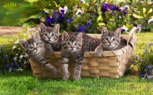 Fondo de pantalla de Fondo de pantalla gatitos en cesta