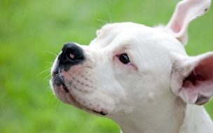 Fondo de pantalla de Fondo de pantalla perro con las orejas paradas