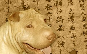 Fondo de pantalla de Fondo de pantalla perro sonriendo