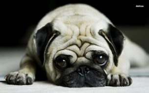 Fondo de pantalla de Fondo de pantalla perro bulldog acostado