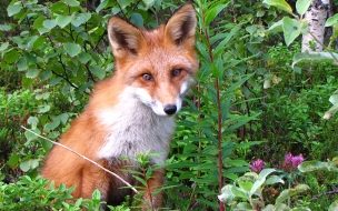 Fondo de pantalla de Fondo de pantalla zorro asustado