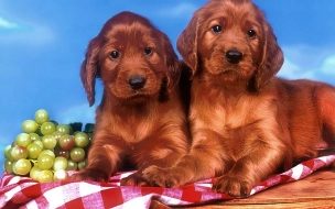 Fondo de pantalla de Fondo de pantalla perros tristes