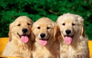 Fondo de pantalla de Tiernos cachorros dorados - Wallpaper en alta calidad 4K