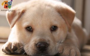 Fondo de pantalla de Fondo de pantalla perro bebe