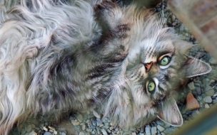 Fondo de pantalla de Fondo HD