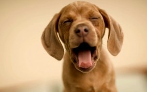 Fondo de pantalla de Cachorro bostezando - Fondo de pantalla HD adorable
