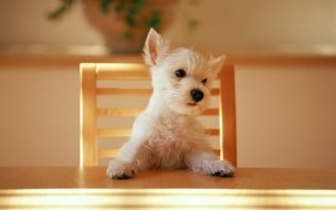 Fondo de pantalla de Cachorro adorable en escritorio - Wallpaper 4K alta calidad
