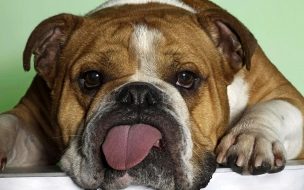 Fondo de pantalla de Fondo de pantalla perro sacando la lengua
