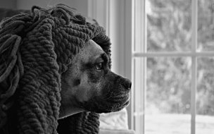 Fondo de pantalla de Fondo de pantalla perro travieso