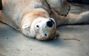 Fondo de pantalla de Fondo de pantalla oso polar mojado