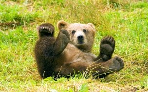 Fondo de pantalla de Fondo de pantalla oso grizzly jugando