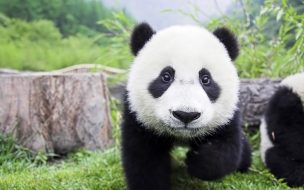 Fondo de pantalla de Fondo de pantalla oso panda bebe