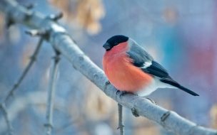 Fondo de pantalla de Bullfinch 2560x1440 bird orange 4k