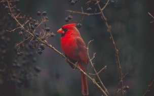 Fondo de pantalla de Cardinal 2560x1440 red bird bird 4k