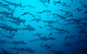 Fondo de pantalla de 5k 2560x1440 4k tiburones bajo agua isla cocos costa rica1232