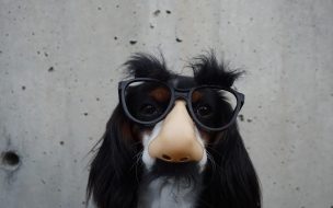Fondo de pantalla de Dog 2560x1440 funny animals 6k