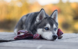 Fondo de pantalla de Husky 2560x1440 dog cute animals 4k