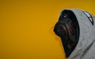 Fondo de pantalla de Dog 2560x1440 funny animals 4k