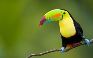 Fondo de pantalla de Toucan 2560x1440 bird 4k