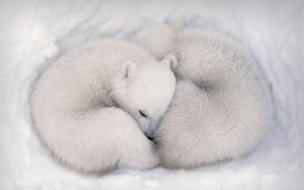 Fondo de pantalla de White bear 2560x1440 cute animals hd