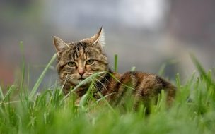 Fondo de pantalla de Cat 2560x1440 grass 5k