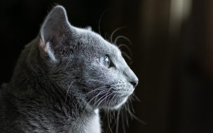 Fondo de pantalla de Cat 2560x1440 grey 4k