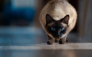 Fondo de pantalla de Cat 2560x1440 cute animals 4k