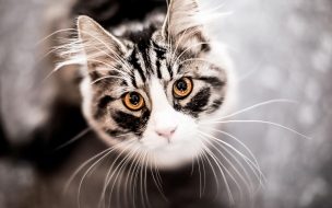 Fondo de pantalla de Kitty 2560x1440 kitten cat eyes cute gray