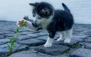 Fondo de pantalla de Kitten 2560x1440 funny animals flower 4k
