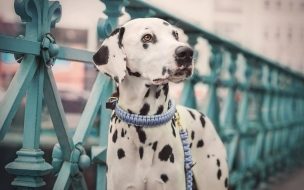 Fondo de pantalla de Dalmatian 2560x1440 dog cute animals 5k