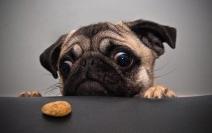 Fondo de pantalla de Dog 2560x1440 funny animals cookie 4k
