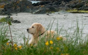 Fondo de pantalla de Fondo de pantalla perro solitario