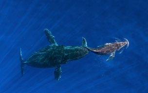 Fondo de pantalla de Whale 2560x1440 ocean blue 4k