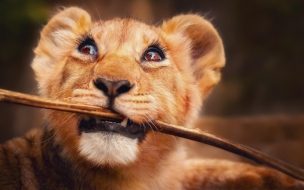 Fondo de pantalla de Lion 2560x1440 funny animals 4k
