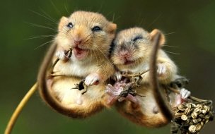 Fondo de pantalla de Mouse 2560x1440 cute animals 4k