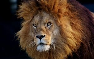 Fondo de pantalla de Lion 2560x1440 brown 6k