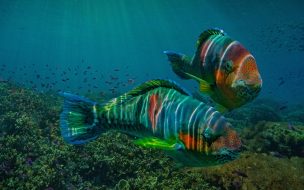 Fondo de pantalla de Fish 2560x1440 underwater ocean 8k